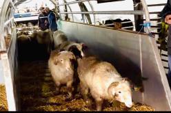 وصول 9400 رأس غنم من رومانيا إلى ميناء سكيكدة