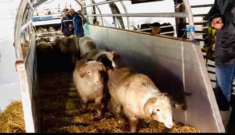 وصول 9400 رأس غنم من رومانيا إلى ميناء سكيكدة