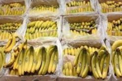 سوق أهراس.. توقيف شخص وحجز 4 قناطير من الموز موجهة للمضاربة