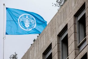 ارتفاع أسعار الغذاء عالمياً