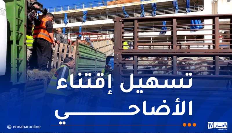 تحسبا لعيد الأضحى.. جاهزية الهياكل المخصصة لاستقبال وتجميع الماشية المستوردة