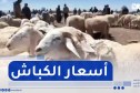 النعامة : النهار ترصد جانب من اسعار الكباش بسوق المشرية