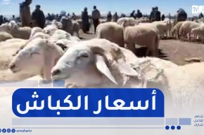 النعامة : النهار ترصد جانب من اسعار الكباش بسوق المشرية