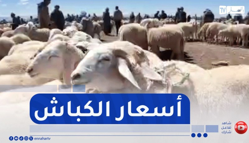 النعامة : النهار ترصد جانب من اسعار الكباش بسوق المشرية