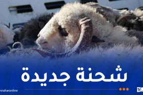 رسو باخرة محملة بقرابة 14 ألف رأس غنم روماني بميناء سكيكدة