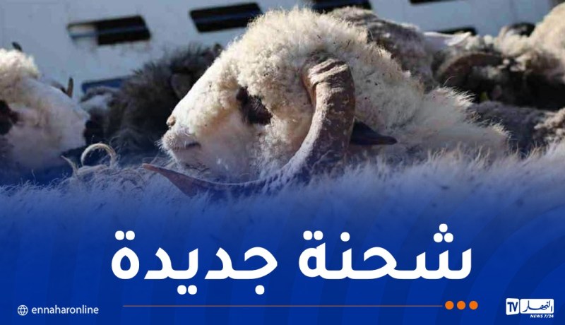 رسو باخرة محملة بقرابة 14 ألف رأس غنم روماني بميناء سكيكدة