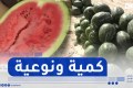 الوادي: بمردودية فاقت 600 قنطار في الهكتار..بطيخ مقرن يقتحم الأسواق الخارجية
