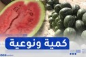 الوادي: بمردودية فاقت 600 قنطار في الهكتار..بطيخ مقرن يقتحم الأسواق الخارجية