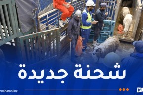 رسو باخرة محملة بشحنة معتبرة من الأغنام المستوردة بميناء الجزائر