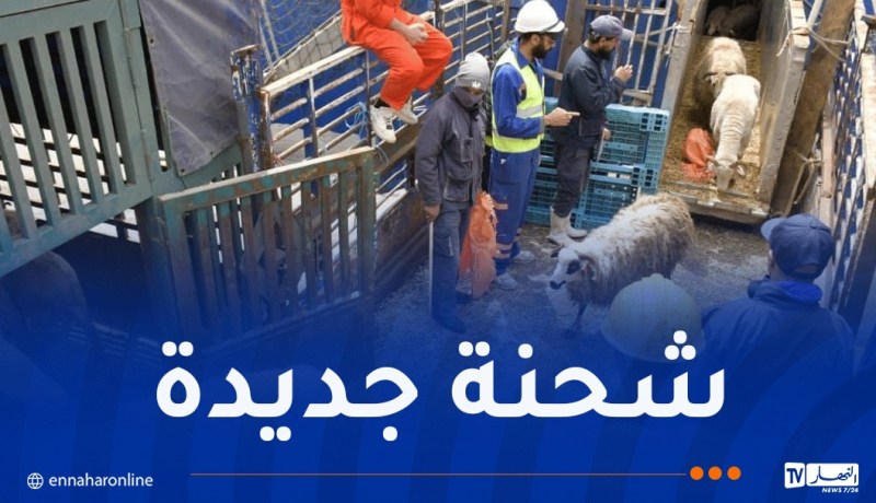 رسو باخرة محملة بشحنة معتبرة من الأغنام المستوردة بميناء الجزائر