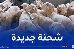 ميناء تنس يستقبل 7150 رأسا من الأضاحي الإسبانية