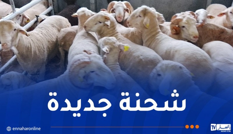 ميناء تنس يستقبل 7150 رأسا من الأضاحي الإسبانية