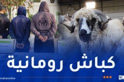البليدة: الإطاحة بشبكة سرقت الكباش المستوردة ببوفاريك