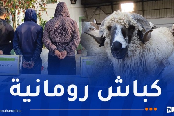 البليدة: الإطاحة بشبكة سرقت الكباش المستوردة ببوفاريك
