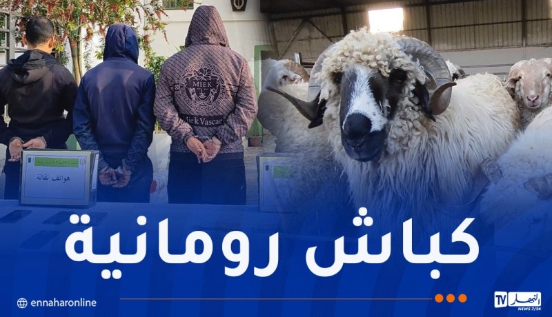 البليدة: الإطاحة بشبكة سرقت الكباش المستوردة ببوفاريك