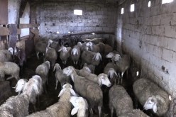 درك سطيف يحبط محاولة سرقة قطيع من المواشي واسترجاع 140 رأس غنم