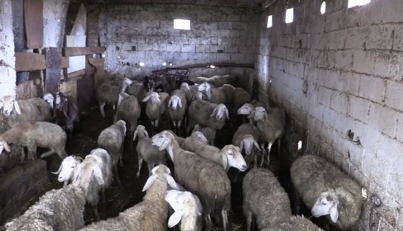 درك سطيف يحبط محاولة سرقة قطيع من المواشي واسترجاع 140 رأس غنم