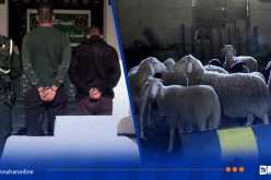 درك سكيكدة يفكك شبكة لسرقة المواشي