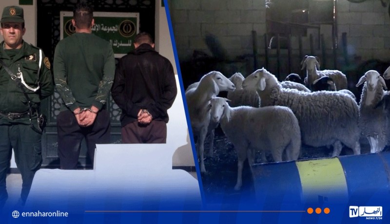 درك سكيكدة يفكك شبكة لسرقة المواشي