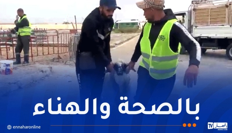 تحسبا لعيد الأضحى.. الشروع في بيع الأضاحي المستوردة