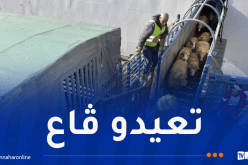 وصول شحنة جديدة من الأغنام المستوردة إلى ميناء الجزائر