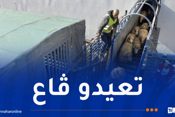 وصول شحنة جديدة من الأغنام المستوردة إلى ميناء الجزائر