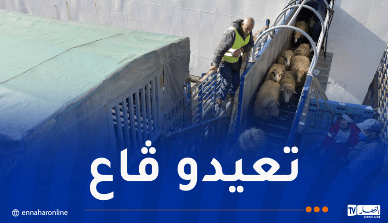 وصول شحنة جديدة من الأغنام المستوردة إلى ميناء الجزائر