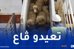 وصول شحنة معتبرة من الأغنام المستوردة إلى ميناء الجزائر