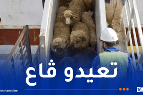 وصول شحنة معتبرة من الأغنام المستوردة إلى ميناء الجزائر
