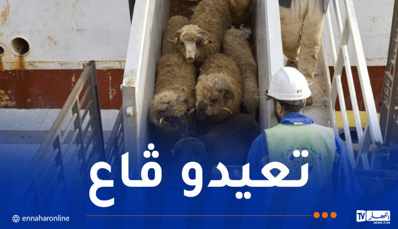 وصول شحنة معتبرة من الأغنام المستوردة إلى ميناء الجزائر