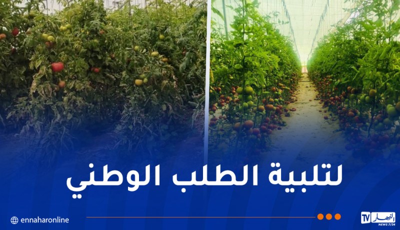 إنتاج كميات ضخمة من الطماطم عبر عدة ولايات