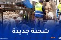 شحنة جديدة..استقبال أكثر من 19 ألف رأس غنم مستوردة