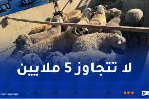 وصول أكثر من 8000 رأس غنم مستورد إلى الشلف