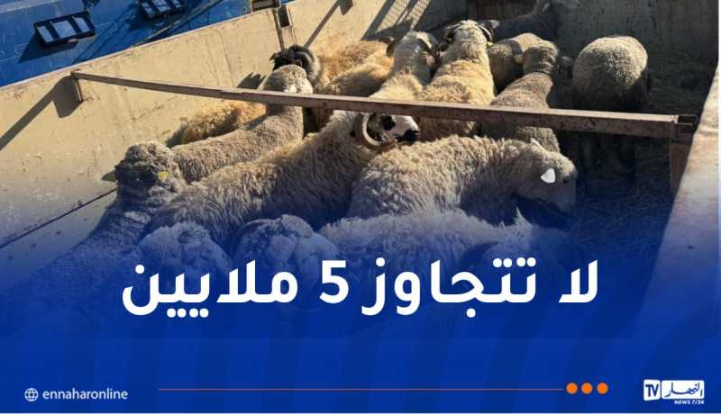 وصول أزيد من 17 ألف من الأغنام المستوردة إلى وهران