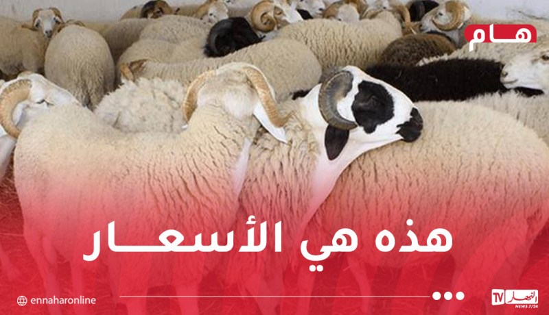 إطلاق منصة رقمية لحجز وبيع الأضاحي المستوردة