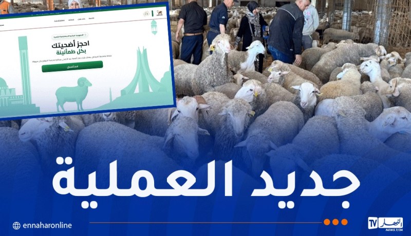 منصة أضاحي.. هذا جديد عملية استيراد الأضاحي