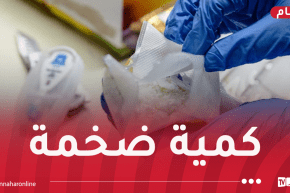 حجز أزيد من 34 كلغ كوكايين