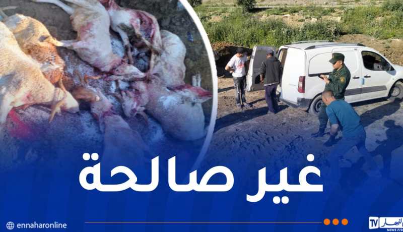 الدرك يتلف 7 رؤوس أغنام من سلالة “سيداون” بأم البواقي