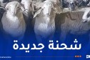 رُسو باخرة على متنها 11500 رأس غنم روماني بميناء جن جن