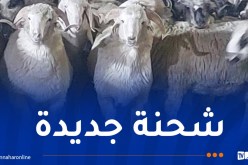 رُسو باخرة على متنها 11500 رأس غنم روماني بميناء جن جن