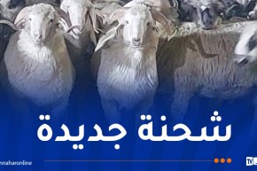 رُسو باخرة على متنها 11500 رأس غنم روماني بميناء جن جن