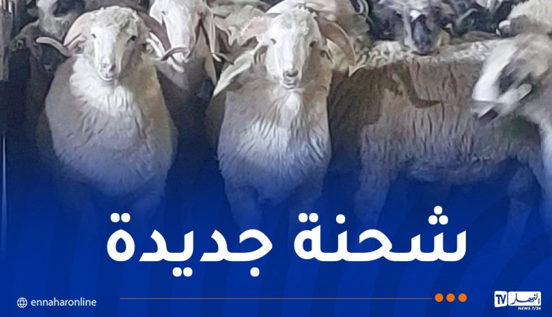 رُسو باخرة على متنها 11500 رأس غنم روماني بميناء جن جن