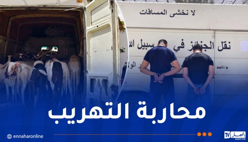 غرداية: إحباط تهريب قطيع من أغنام “سيداون” عبر “سيارة نقل الجنائز”
