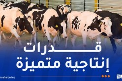 لرفع انتاج الحليب .. 30 ألف رأس من الأبقار تصل الجزائر نوفمبر المقبل