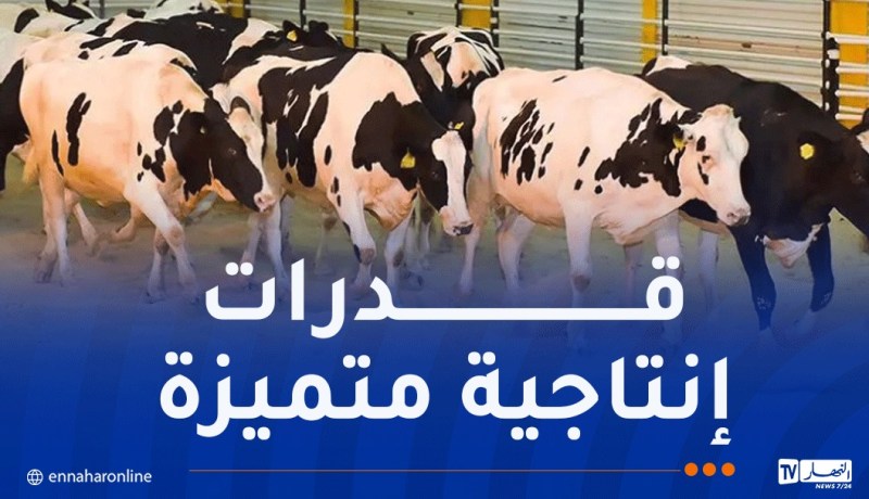 لرفع انتاج الحليب .. 30 ألف رأس من الأبقار تصل الجزائر نوفمبر المقبل