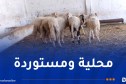 درك وهران يفكك شبكة متخصصة في سرقة المواشي ويسترجع 8 رؤوس