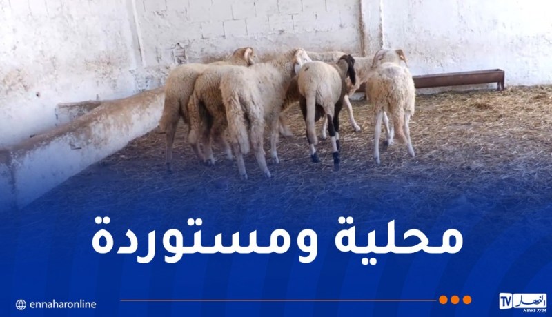 درك وهران يفكك شبكة متخصصة في سرقة المواشي ويسترجع 8 رؤوس