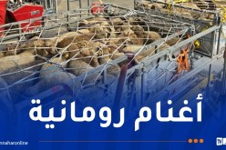 وصول طائرة محملة بـ 840 رأس غنم بتمنراست