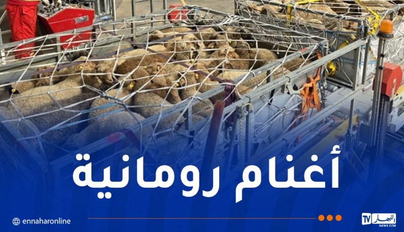 وصول طائرة محملة بـ 840 رأس غنم بتمنراست