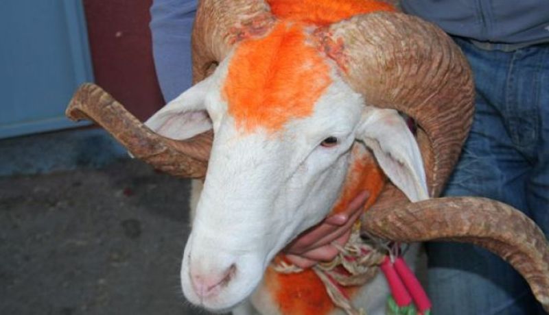 عيد الأضحى.. بشرى سارة لعمال التربية